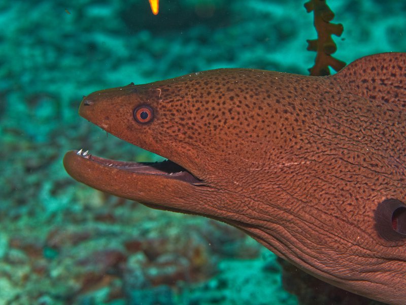 Moray eel, Rubiah Sea Garden
